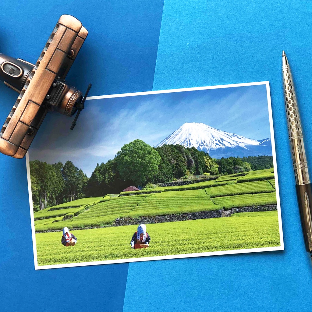 ポストカード 富士山と茶摘み