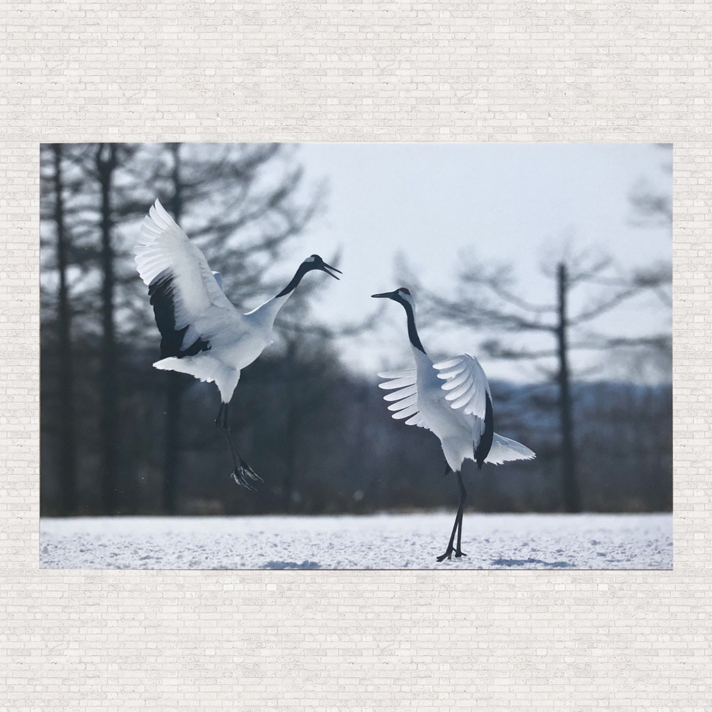 ポストカード　タンチョウ