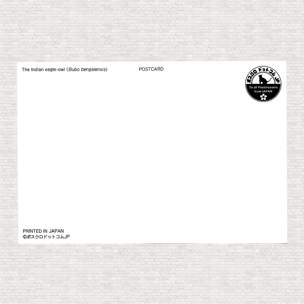 ポストカード ベンガルワシミミズク