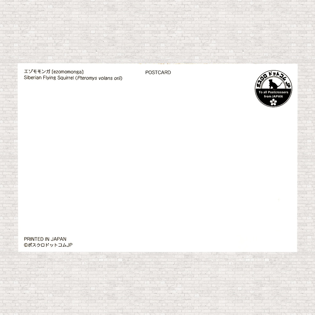 ポストカード エゾモモンガ