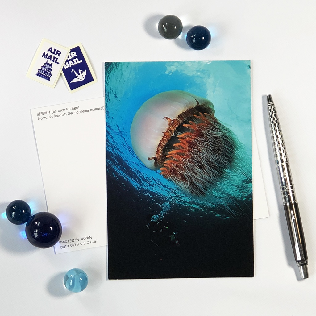 ポストカード エチゼンクラゲ