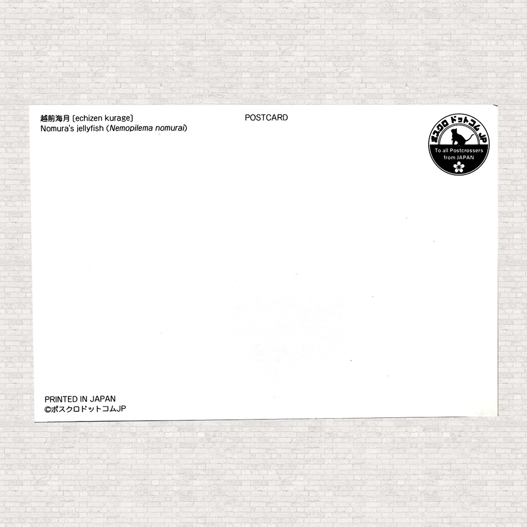 ポストカード エチゼンクラゲ
