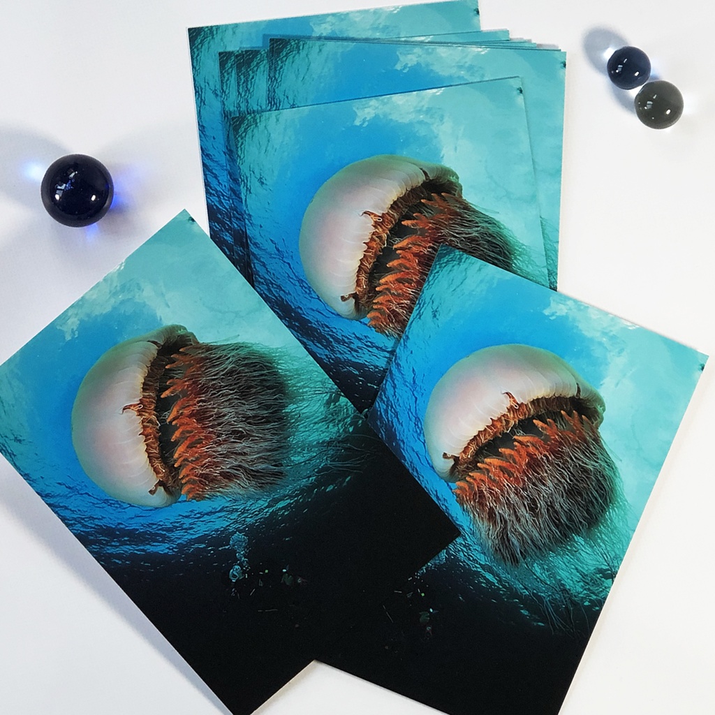 ポストカード エチゼンクラゲ