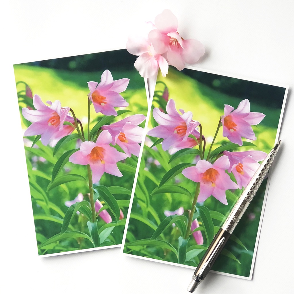 ポストカード ヒメサユリ(またはオトメユリ)