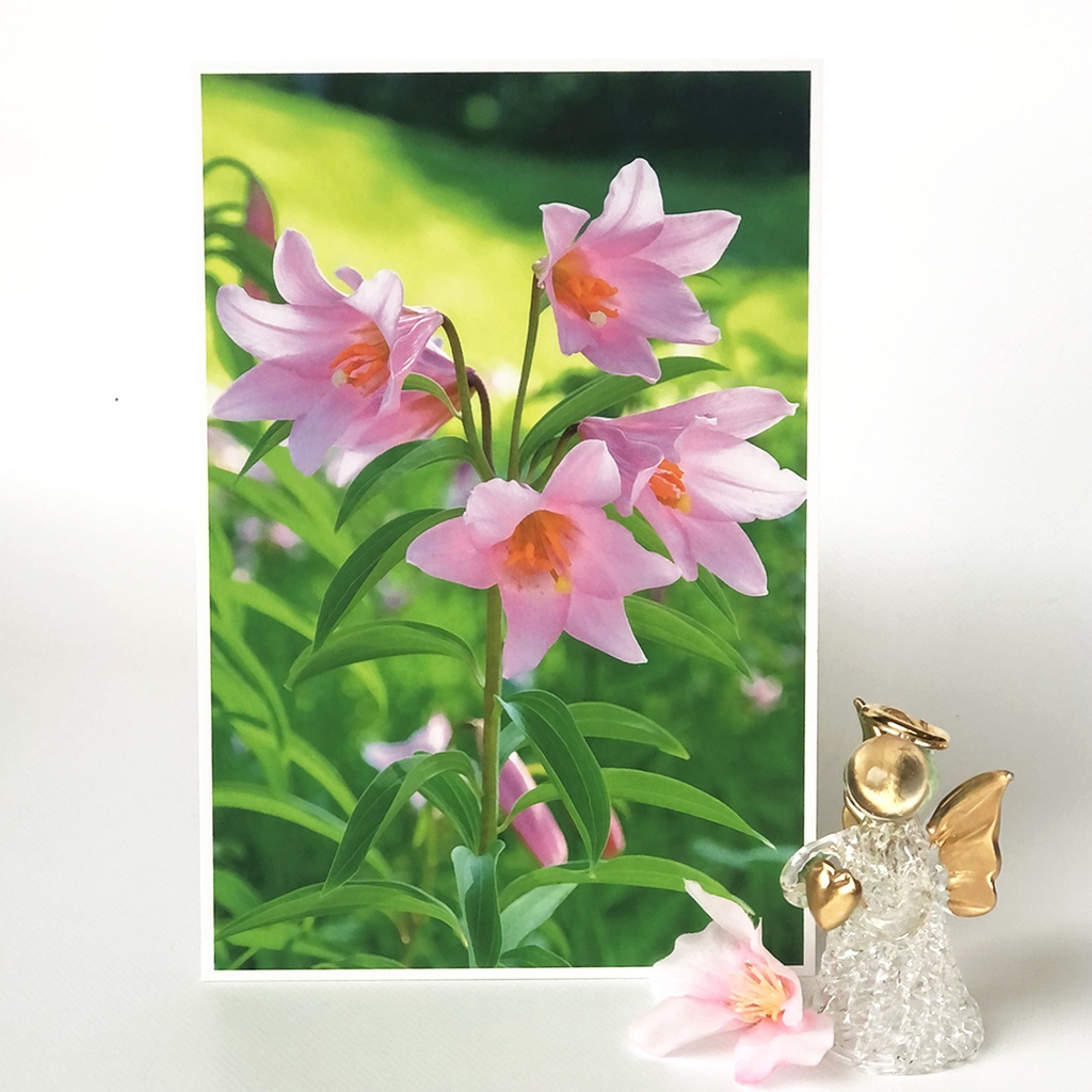 ポストカード ヒメサユリ(またはオトメユリ)