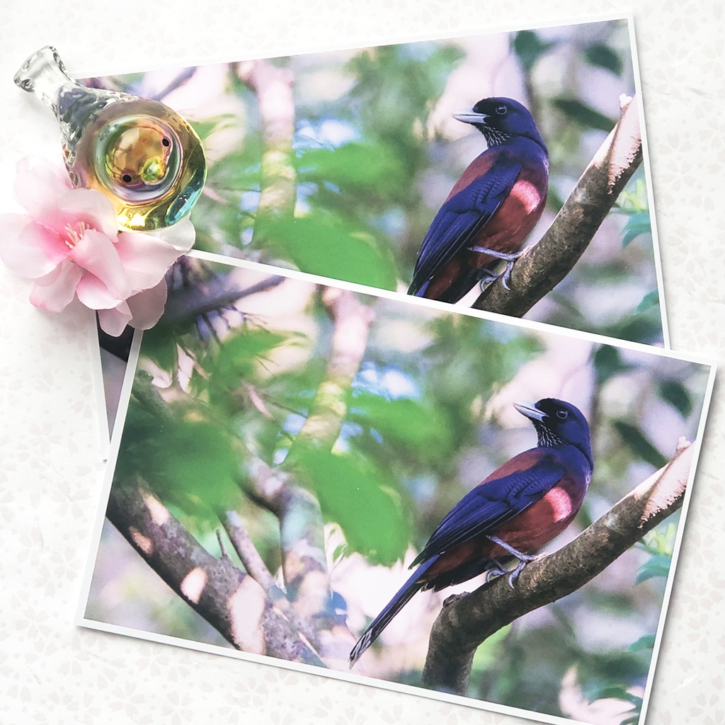 ポストカード ルリカケス