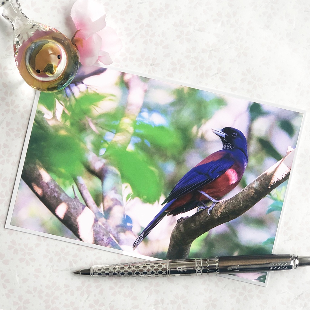 ポストカード ルリカケス