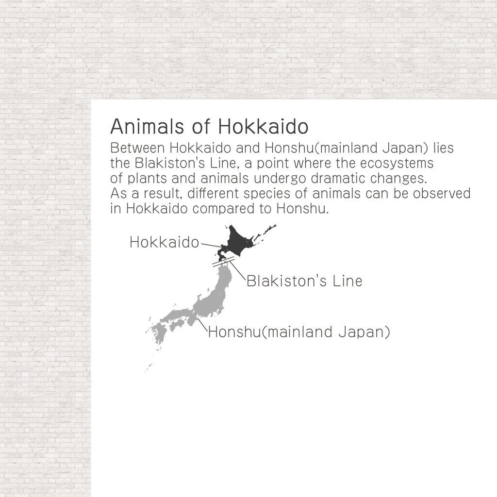 ポストカード 北海道の動物たち