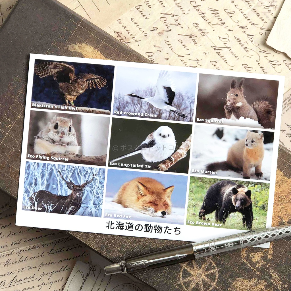 ポストカード 北海道の動物たち