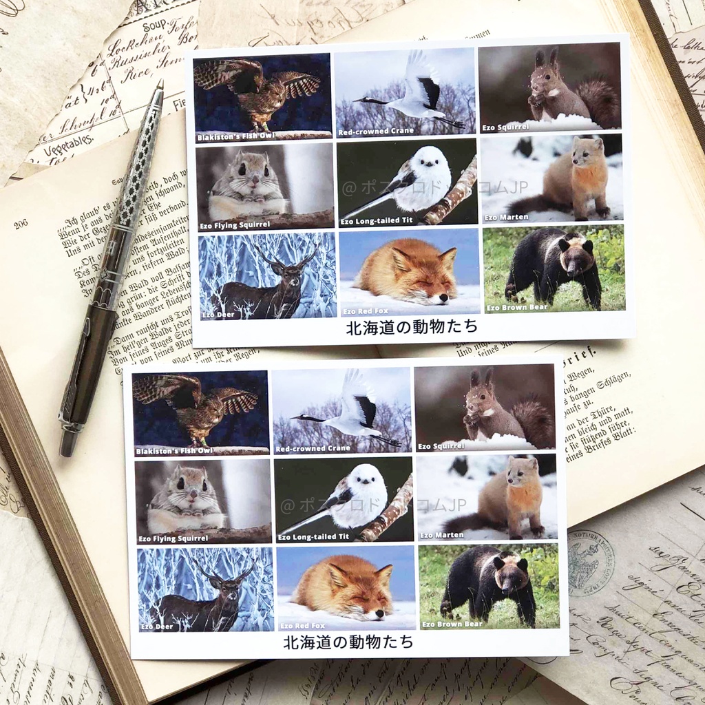 ポストカード 北海道の動物たち