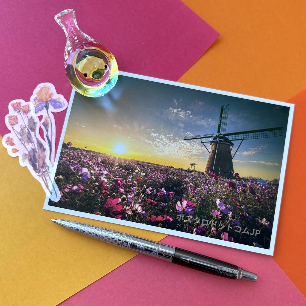 ポストカード 夕日に染まるコスモスと風車