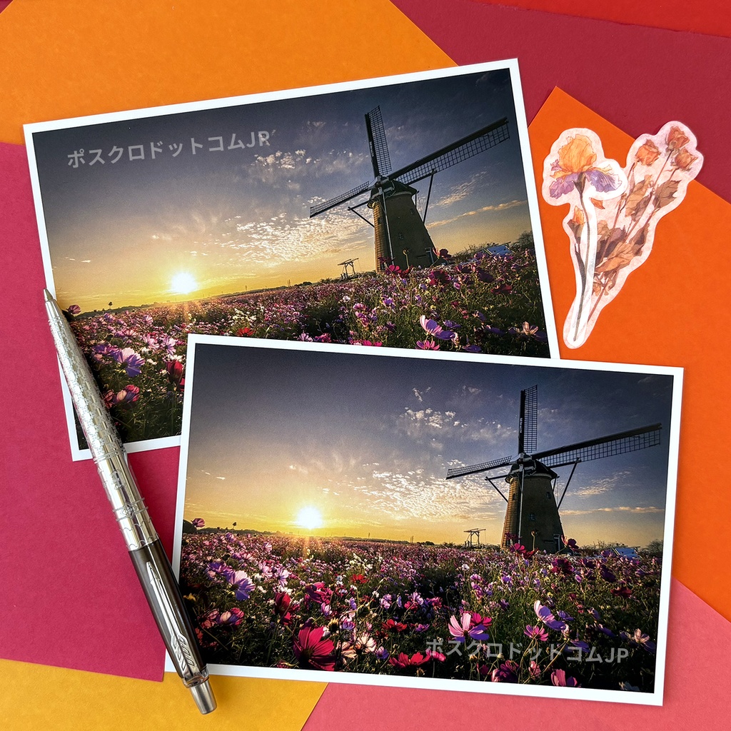 ポストカード 夕日に染まるコスモスと風車