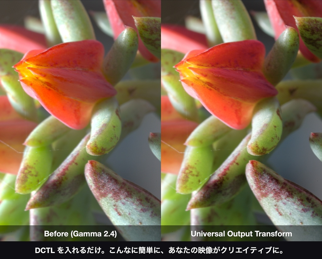 Universal Output Transform|DaVinci Resolve 用 出力変換DCTL(ACES 2.0 色域圧縮・11カメラ対応)