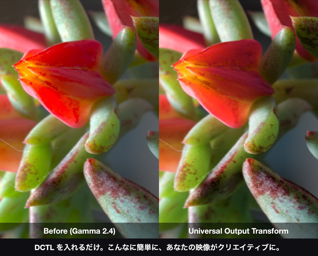 Universal Output Transform|DaVinci Resolve 用 出力変換DCTL(ACES 2.0 色域圧縮・11カメラ対応)