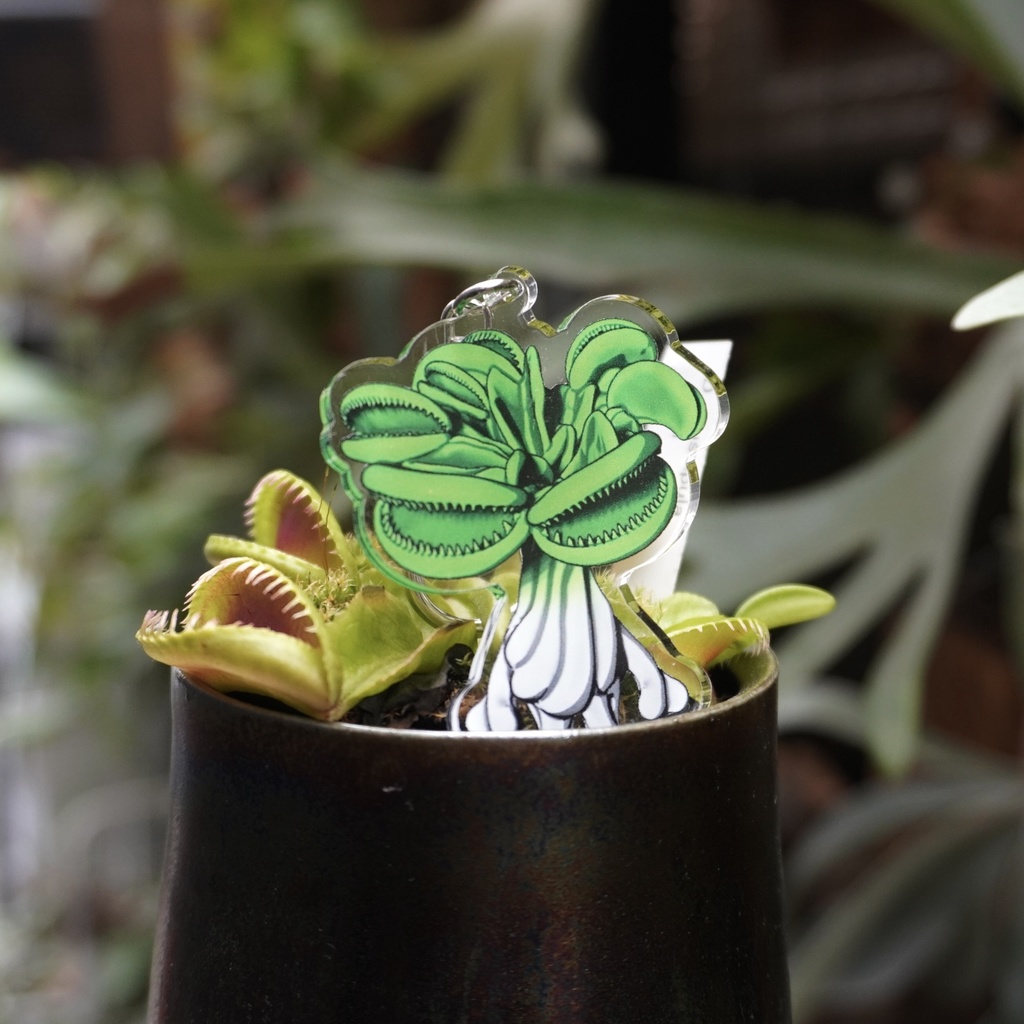 マンドラハエトリアクキー