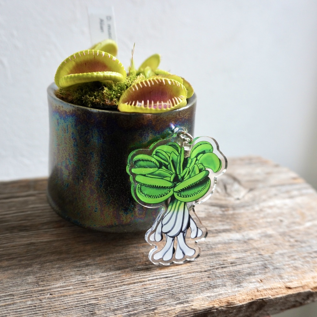 マンドラハエトリアクキー