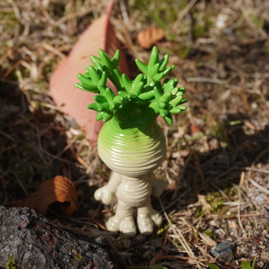 マンドラグラキ 艶あり