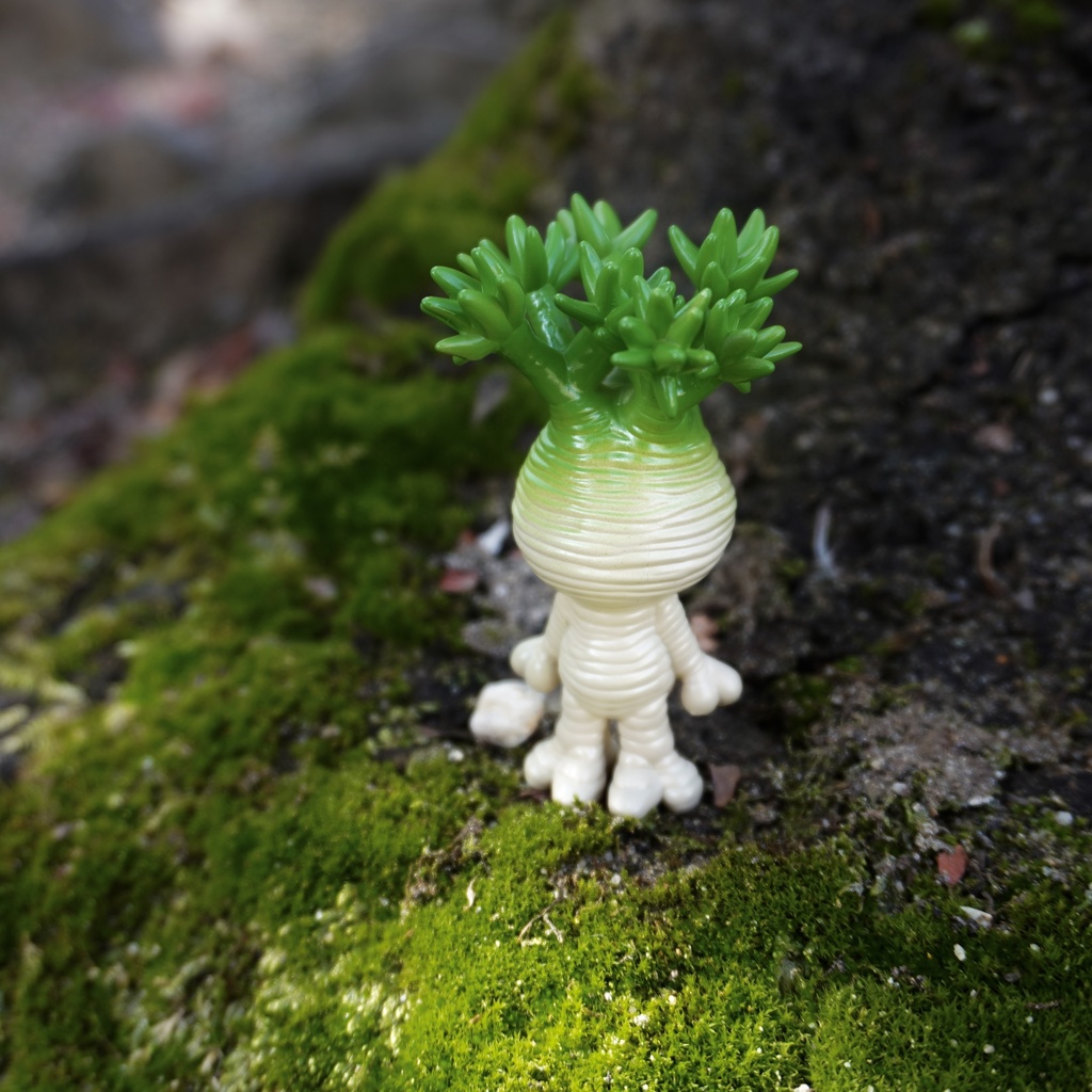 マンドラグラキ 艶あり