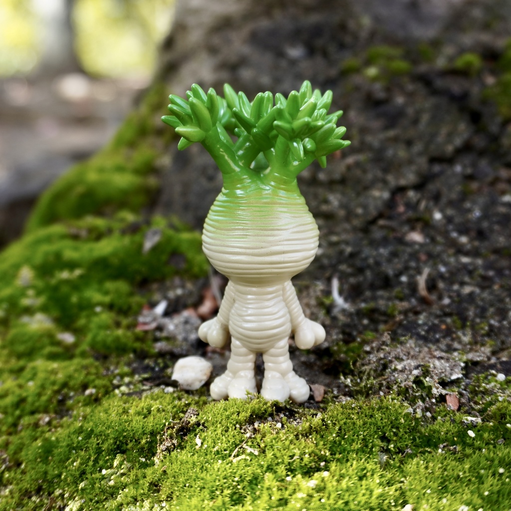 マンドラグラキ 艶あり