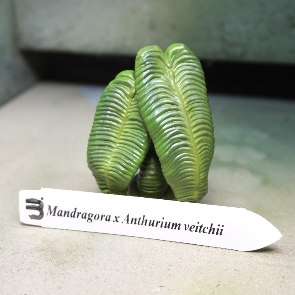Mandragora × Anthurium veitchii