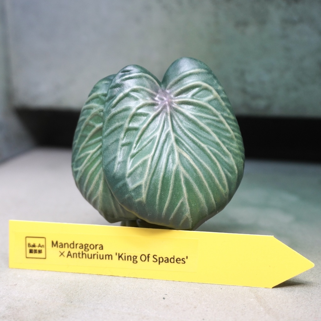Mandragora × Anthurium KOS