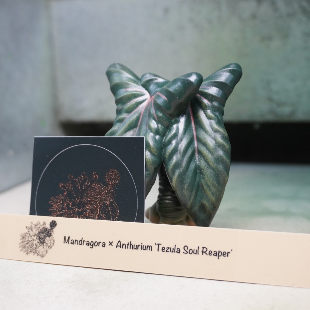 Mandragora × Anthurium RLFS