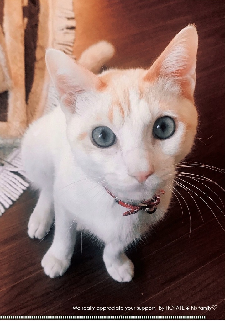 ほたてクリアファイル4