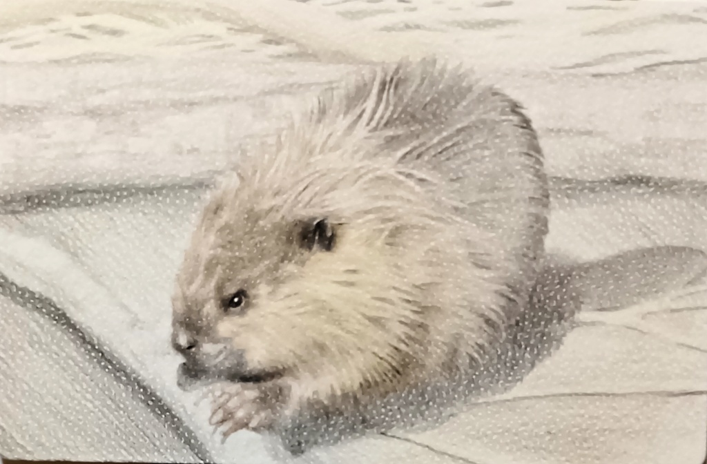 チビーバーさん色鉛筆画