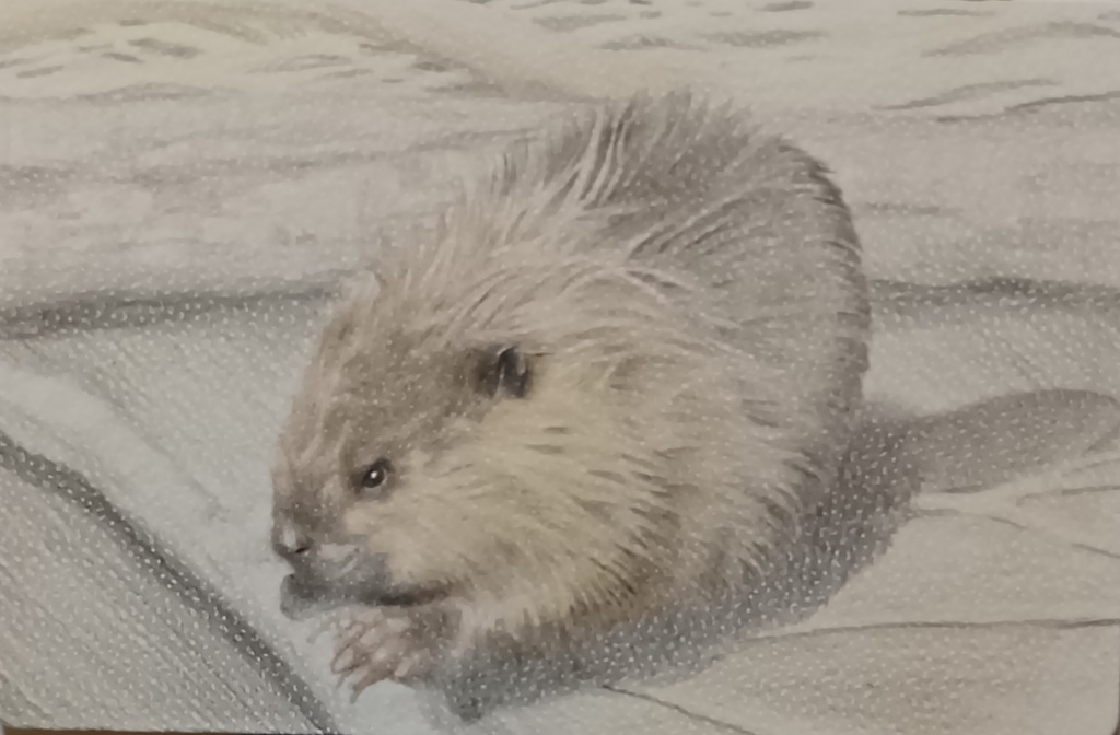 チビーバーさん色鉛筆画