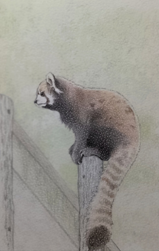 レッサーパンダさん色鉛筆画