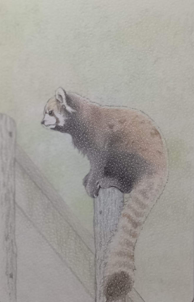 レッサーパンダさん色鉛筆画