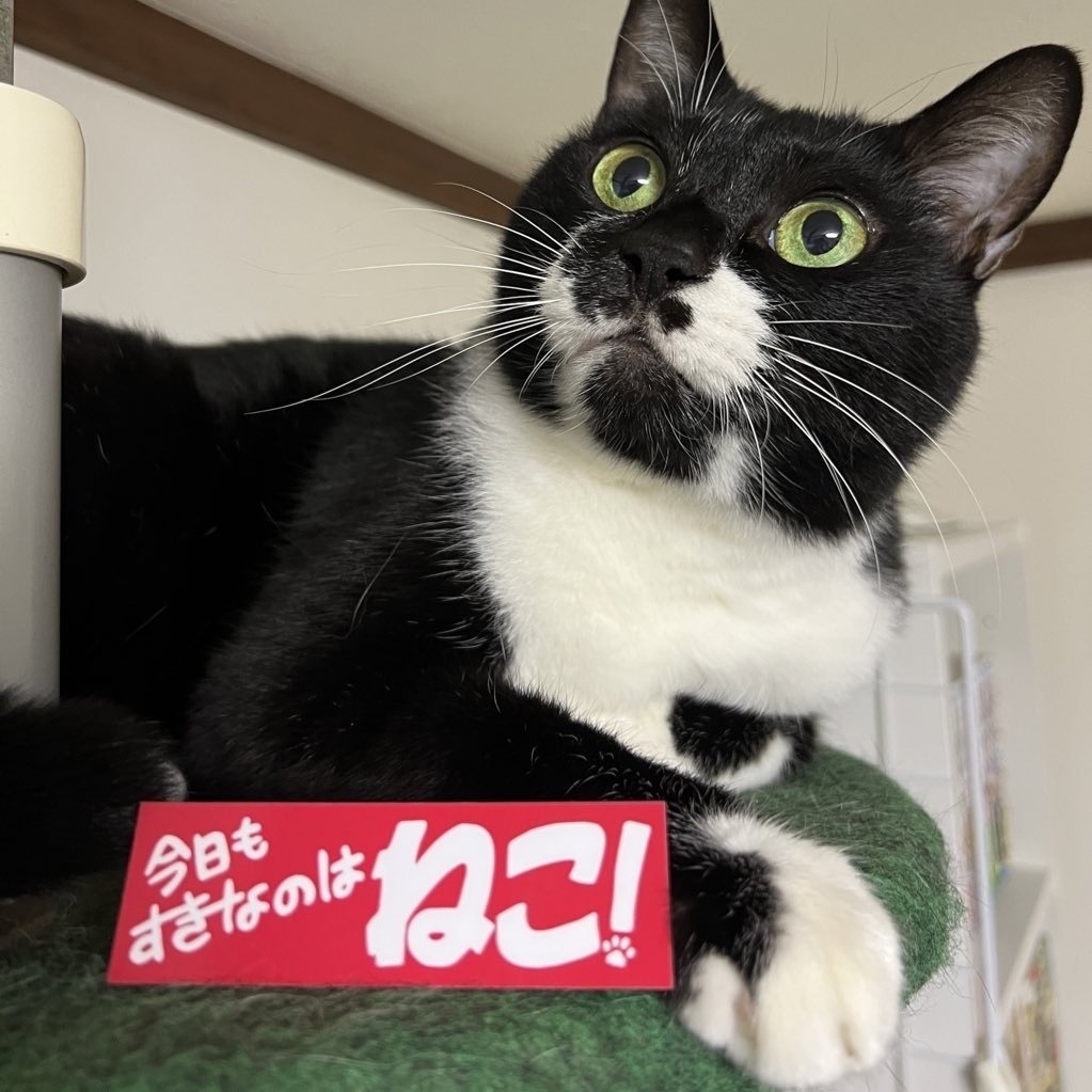 「今日もすきなのはねこ!」ステッカー/アクキー