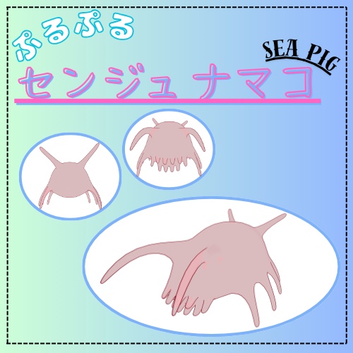 【VRC想定】ぷるぷるセンジュナマコ
