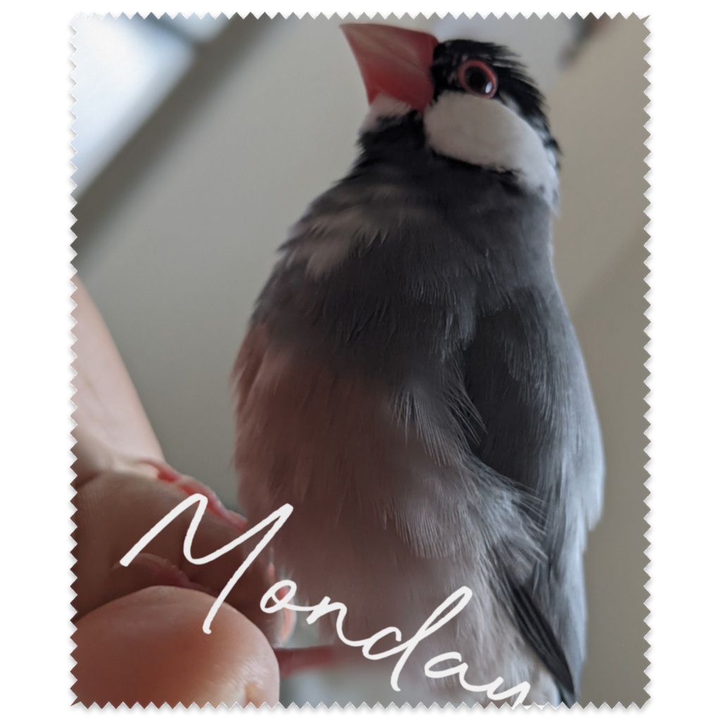 XL文鳥 ボス　月曜日のたわわ