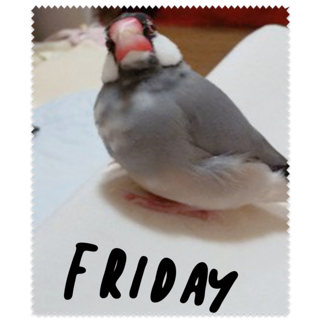 XL文鳥 金曜日は電池切れそう