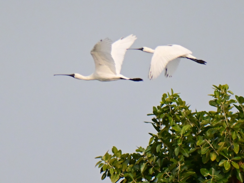 クロツラヘラサギほか比屋根湿地の鳥