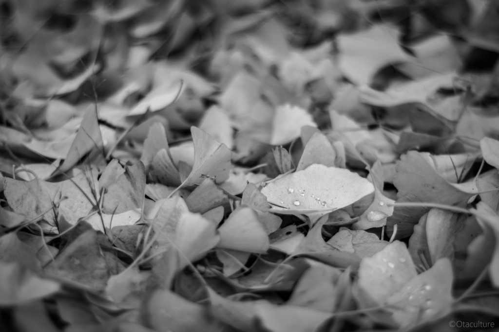 【データ版】Monochrome