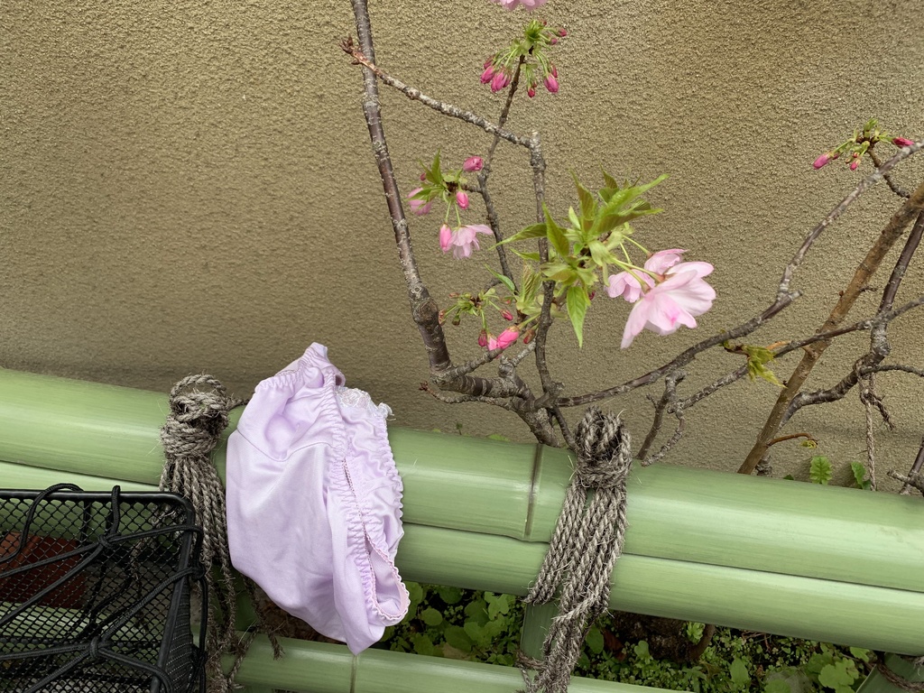 4月のお花とぱんつ