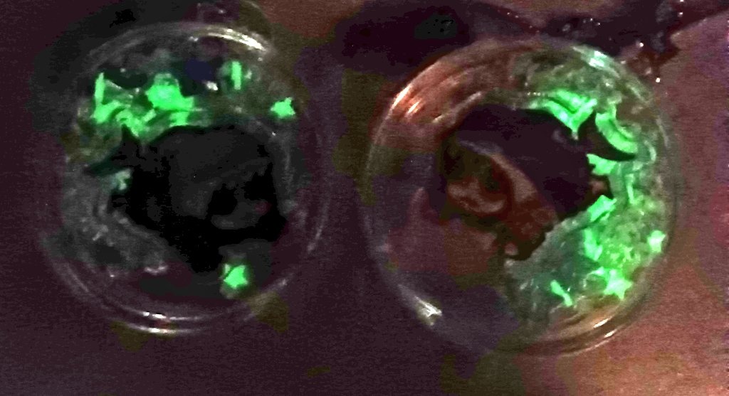 シャカシャカキーホルダー サメダー