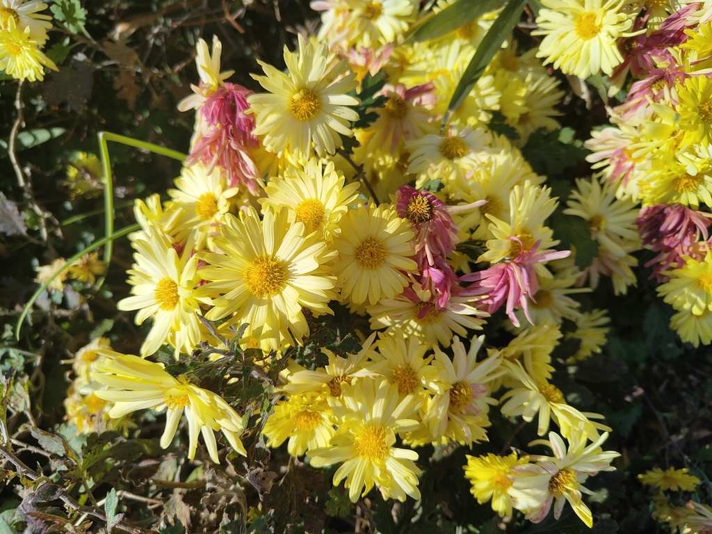 猫界の紅葉道にゃ