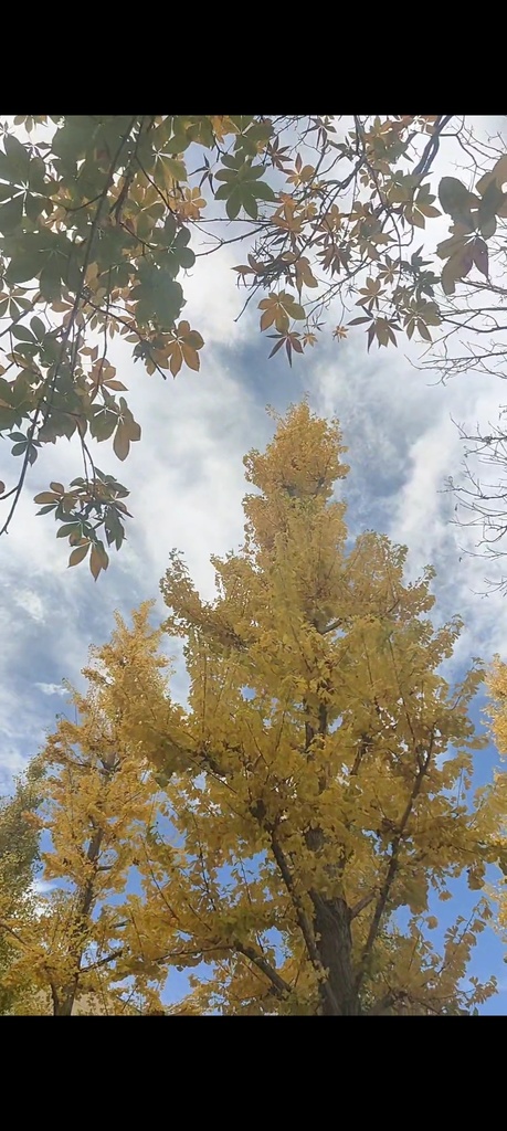 黄色いトンネル歩いたにゃ🟡🐈️