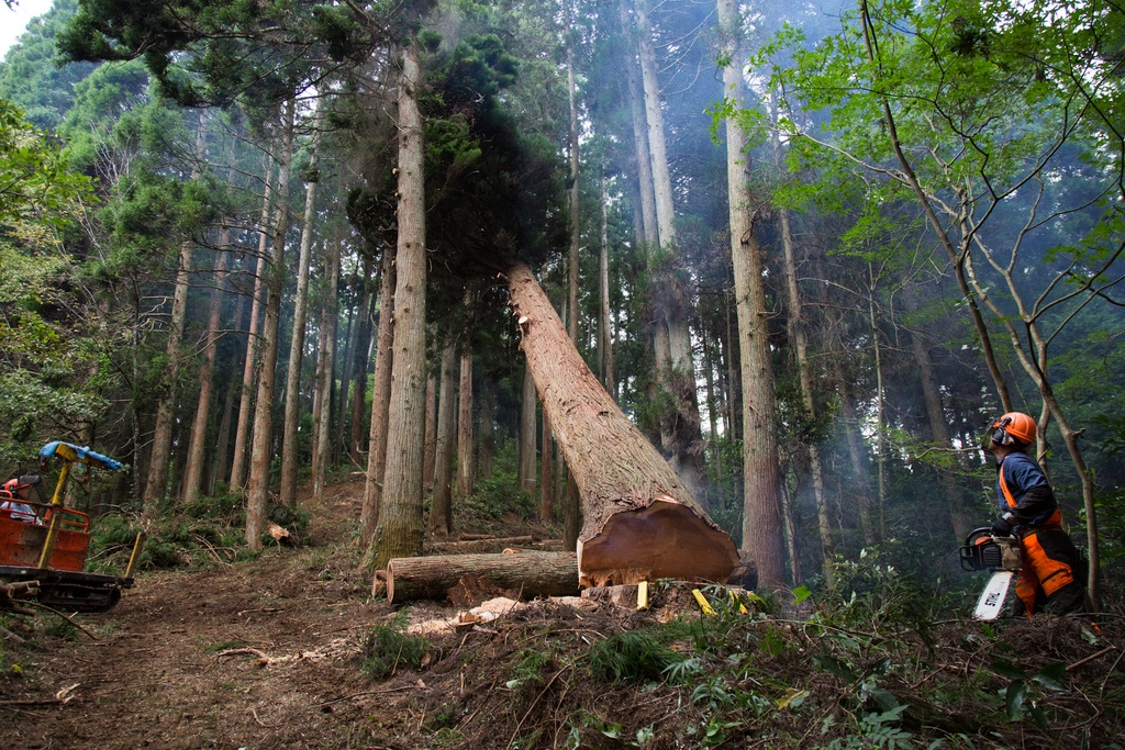 おばけパズルのLEDバッジ SUGI(熊本小国杉)
