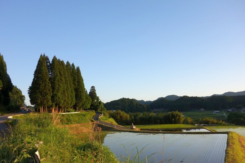 おばけパズルのLEDバッジ SUGI(熊本小国杉)