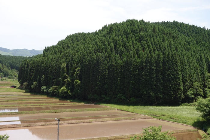 おばけパズル3030(熊本小国杉 無垢材3mm厚)