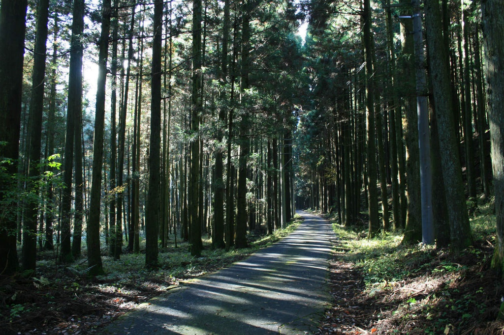 はがきサイズ おばけパズル (富士山麓ヒノキ無垢材5mm厚)