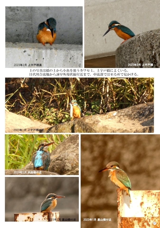 「写真集 本明川の鳥」お試し立読み版