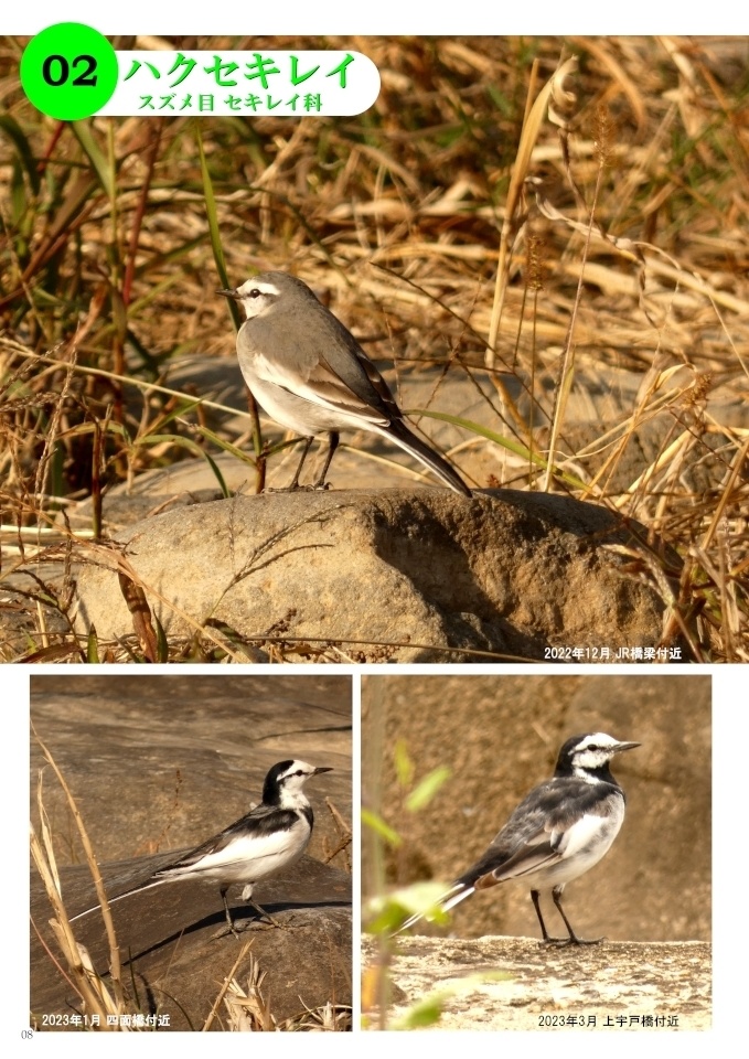「写真集 本明川の鳥」お試し立読み版