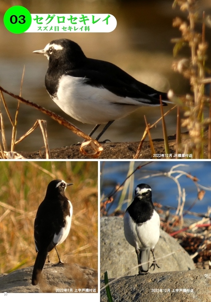 「写真集 本明川の鳥」お試し立読み版