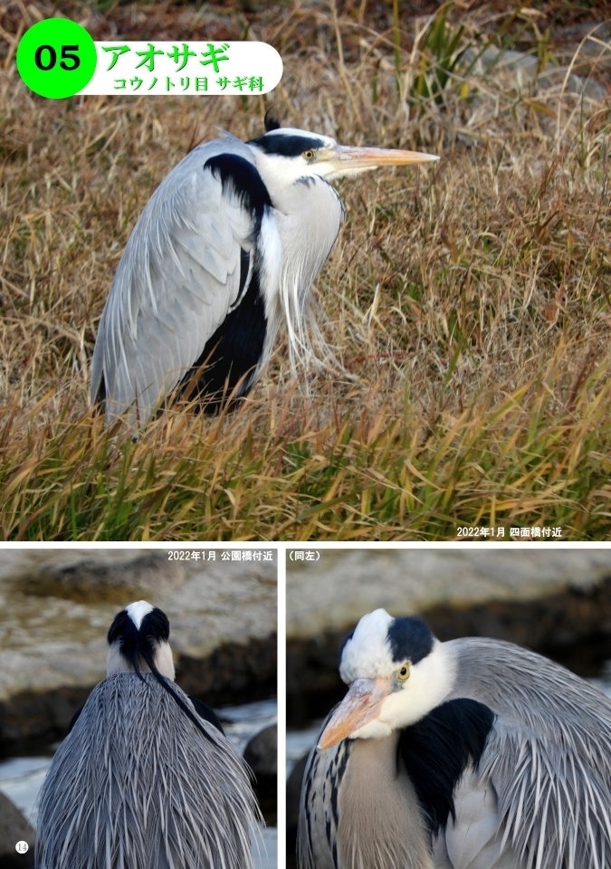 「写真集 本明川の鳥」お試し立読み版
