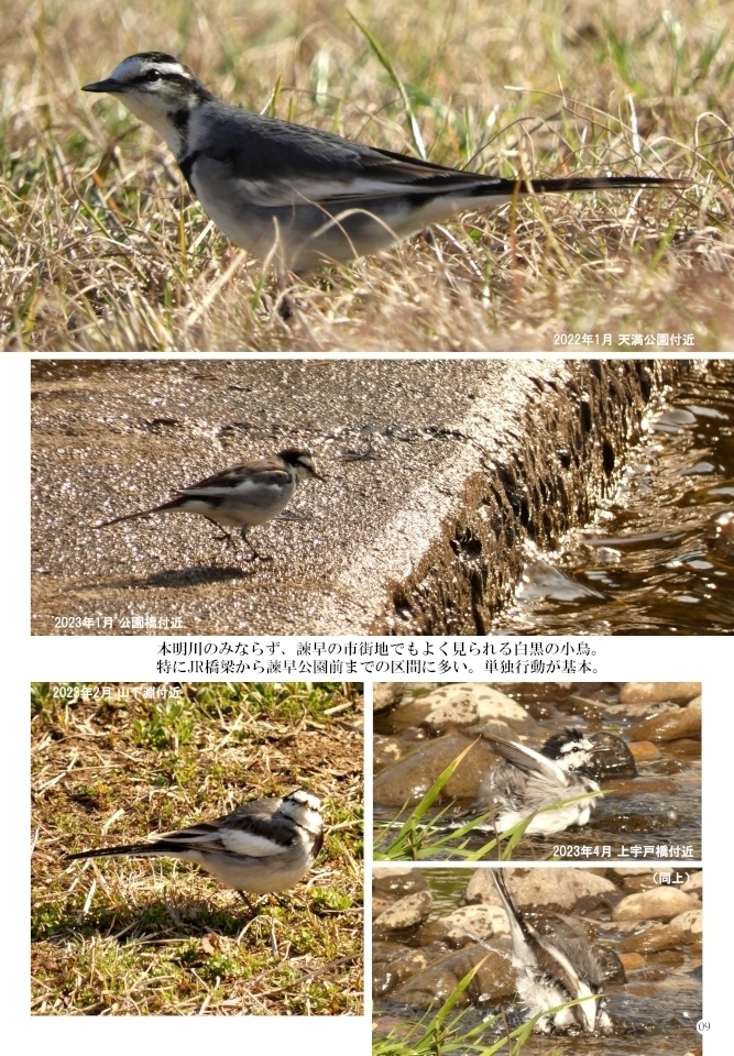 「写真集 本明川の鳥」お試し立読み版